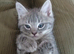 Mollys half ragdoll kittens , ready to leave . (ALL STILL AVAILABLE)