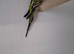 4 budgies to go as one lot.£60