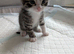 4 beautiful half bengal kittens