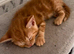 Five beautiful kittens looking for their living homes