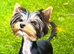 TEACUP TINY yorkie puppies charting 1.5-1.8kg