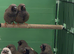 Charcoal Zebra finches