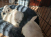 Maltese Puppies