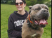 ICCF 8th gen pedigree Cane Corso (ready to leave)