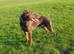 Proven Euro Doberman for Stud