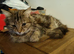 Kittens for sale
