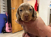 Miniature Dachshund puppies