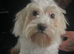 Maltese girl 6 and half mths