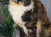 pure maine coon reduces last female left ready now
