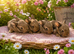 Mini lop babies