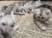Persian Chinchilla Ragdoll Kittens Cat cute cats fluffballs adorable pets animals