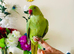 Hand Tamed/ Untamed Ringneck available for Sale