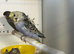 Helicopter budgies