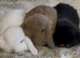Stunning litter of mini lop bunnies looking for loving homes.