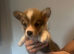 Beautiful Pembroke Welsh Corgi Puppies – Ready Soon