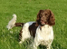 Gorgeous English Springer Spaniel Puppies