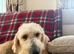 GOLDENDOODLE. F1