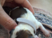 New born kc shih tzu