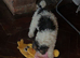 Wire haired Fox Terrier Puppy for sale