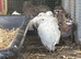 BOBWHITE QUAIL - White