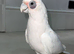 Hand reared bare eyed cockatoo