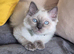 RAGDOLL KITTEN BOY