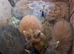 2 lion head bunnies for sale