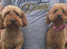 Miniature Poodle