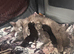 3 female kittens