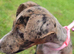 Female Merle Jack russell Crossbreed