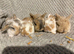 Mini lop babies ALL SOLD ️