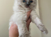 Gccf ragdolls , amazing