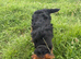 7 month old patterdale looking for a new home due to owner passing away