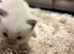 Ragdoll kitten 5 weeks old