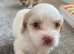Tytuł;Adorable Hybrid Puppies – Cockapoo( maltipoo)