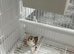 Finches