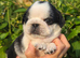 Royal Blue Litter - Exclusive Showline