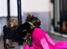 * READY NOW* MINIATURE YORKSHIRE TERRIERS KC DNA TESTED PARENTS
