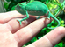 Stunning baby Yeman chameleons