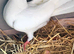 Baby fantail Pigeon
