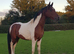 Pintabian stallion for sale
