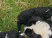 Stunning Long-Haired Border Collie Puppies