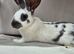 Giant Papillon male ready now.