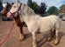 Two gorgeous cob mares, 13.2