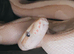 Royal phyton