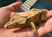 Male crested gecko