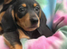 Mini dachshund