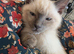 Ragdoll