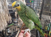 HandTame Talking Baby Amazon Parrots