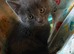 Lovely Playful Kittens Ready Now